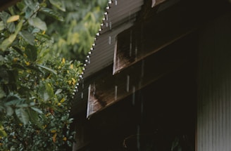 Raindrops fall from an angled corrugated metal roof surrounded by lush green foliage. The area appears quiet and serene, with droplets visibly tracing lines as they descend. The greenery is dense, enveloping the structure and adding to the tranquil atmosphere.